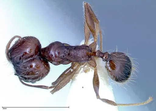 Pheidole innupta specimen FOCOL0253-2 image focol0253-2_1