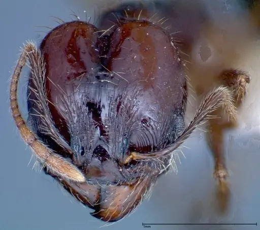 Pheidole innupta specimen FOCOL0253-2 image focol0253-2_2