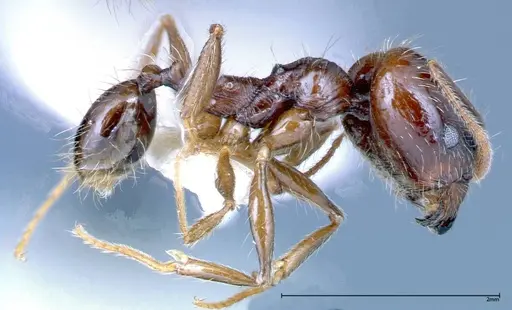 Pheidole innupta specimen FOCOL0253-2 image focol0253-2_3