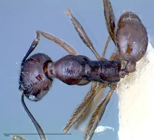 Pheidole innupta specimen FOCOL0253-3 image focol0253-3_1