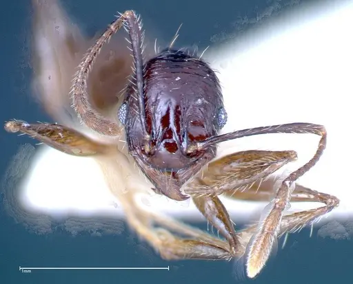Pheidole innupta specimen FOCOL0253-3 image focol0253-3_2