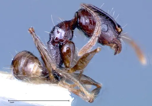 Pheidole innupta specimen FOCOL0253-3 image focol0253-3_3