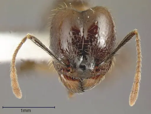 Pheidole innupta specimen JTLC000001496 image jtlc000001496_1