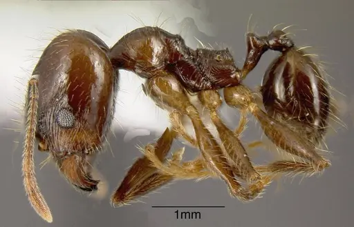 Pheidole innupta specimen JTLC000001496 image jtlc000001496_2