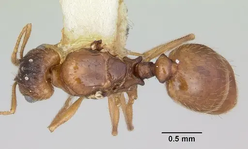 Pheidole inquilina specimen CASENT0103145 image casent0103145_1