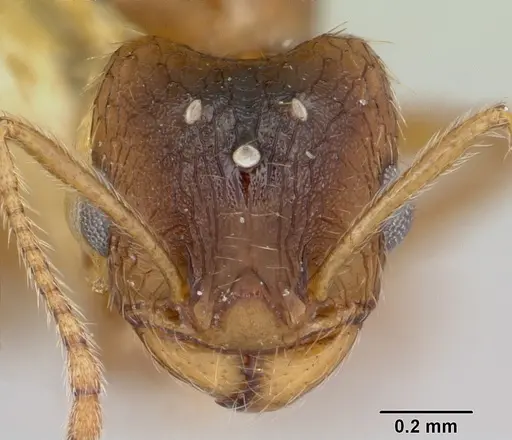 Pheidole inquilina specimen CASENT0103145 image casent0103145_2