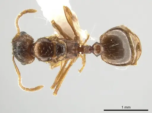 Pheidole inquilina specimen CASENT0649770 image casent0649770_1