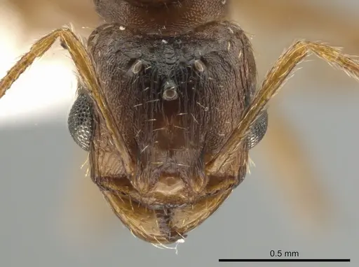 Pheidole inquilina specimen CASENT0649770 image casent0649770_2