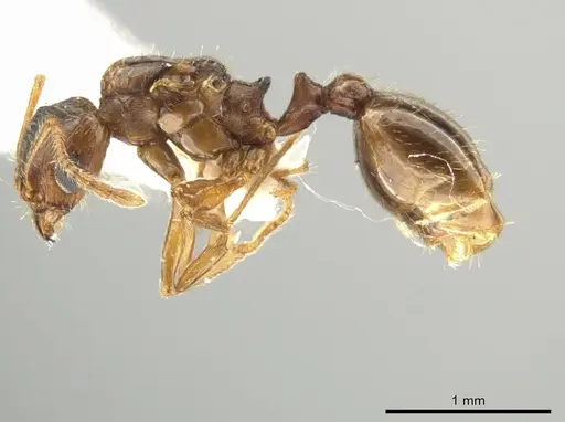 Pheidole inquilina specimen CASENT0649770 image casent0649770_3