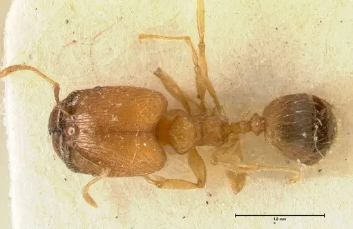 Pheidole inscrobiculata specimen FOCOL1372 image focol1372_1