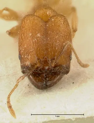 Pheidole inscrobiculata specimen FOCOL1372 image focol1372_2