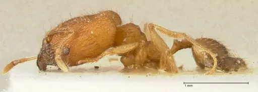 Pheidole inscrobiculata specimen FOCOL1372 image focol1372_3