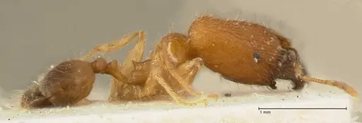 Pheidole inscrobiculata specimen FOCOL1372 image focol1372_4