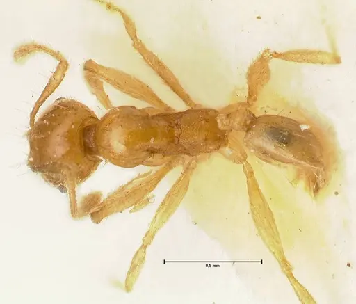 Pheidole inscrobiculata specimen FOCOL1373 image focol1373_1