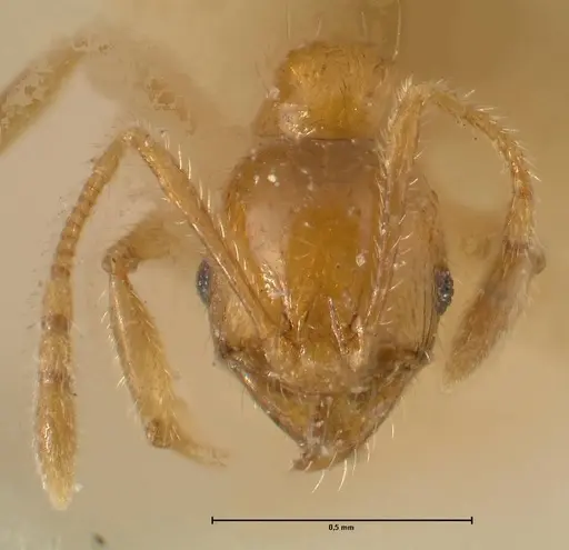 Pheidole inscrobiculata specimen FOCOL1373 image focol1373_2