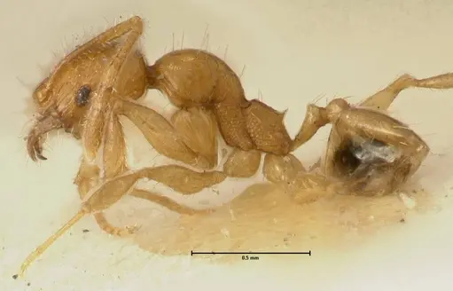 Pheidole inscrobiculata specimen FOCOL1373 image focol1373_3