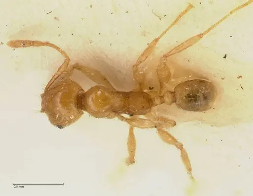 Pheidole inscrobiculata specimen FOCOL1374 image focol1374_1