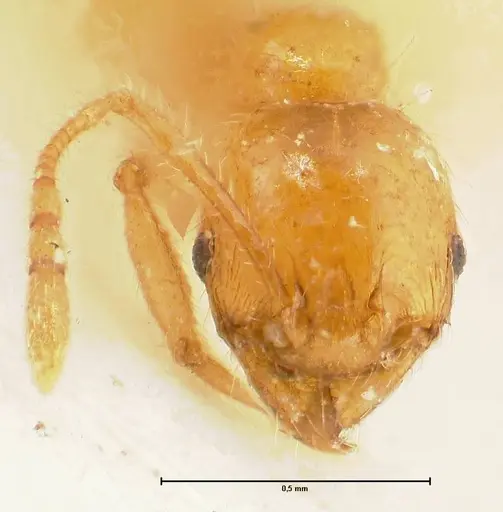 Pheidole inscrobiculata specimen FOCOL1374 image focol1374_2