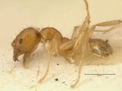 Pheidole inscrobiculata specimen FOCOL1374 image focol1374_3