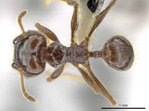Pheidole insipida specimen CASENT0609200 image casent0609200_1
