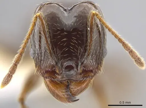Pheidole insipida specimen CASENT0609200 image casent0609200_2