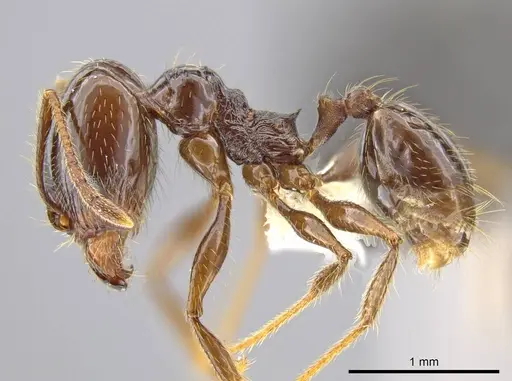 Pheidole insipida specimen CASENT0609200 image casent0609200_3