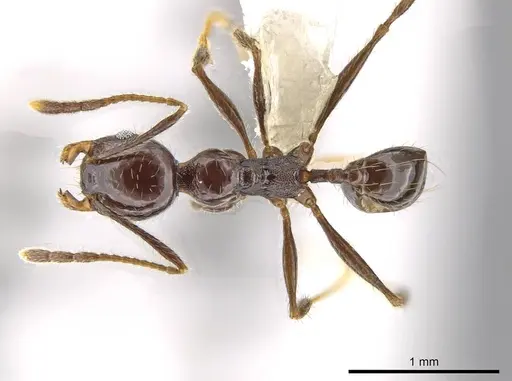 Pheidole insipida specimen CASENT0609201 image casent0609201_1