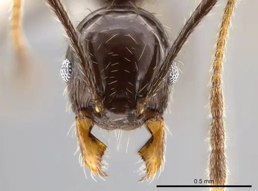 Pheidole insipida specimen CASENT0609201 image casent0609201_2