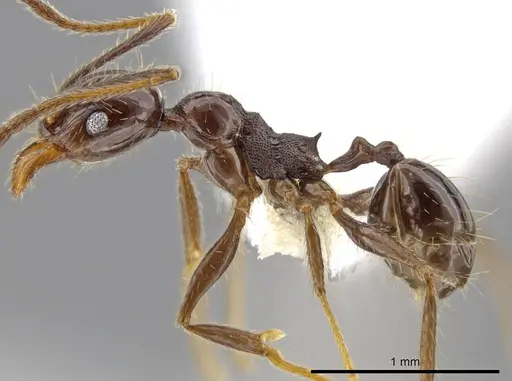 Pheidole insipida specimen CASENT0609201 image casent0609201_3