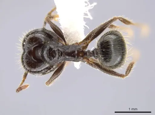 Pheidole insipida specimen CASENT0610847 image casent0610847_1