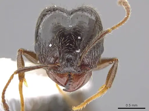 Pheidole insipida specimen CASENT0610847 image casent0610847_2