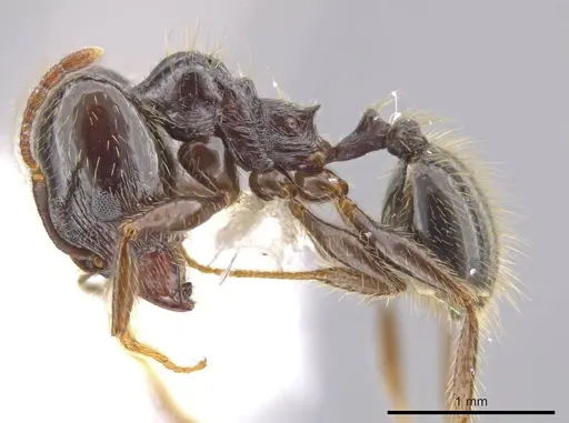 Pheidole insipida specimen CASENT0610847 image casent0610847_3