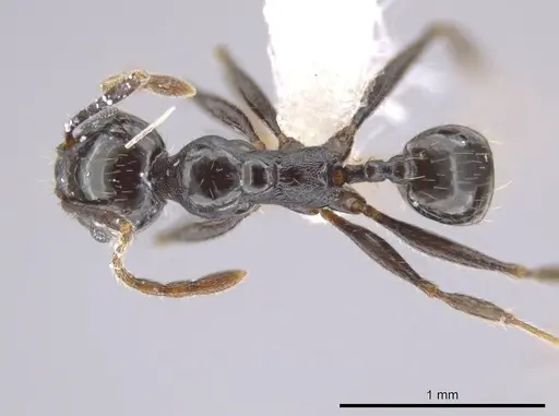 Pheidole insipida specimen CASENT0610848 image casent0610848_1