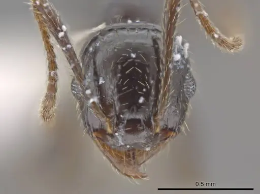 Pheidole insipida specimen CASENT0610848 image casent0610848_2