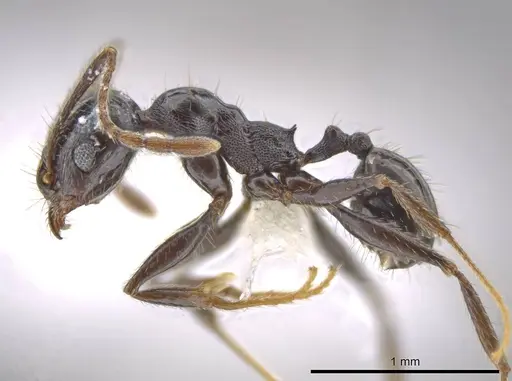 Pheidole insipida specimen CASENT0610848 image casent0610848_3