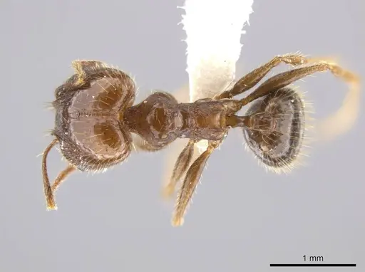 Pheidole insipida specimen CASENT0611087 image casent0611087_1