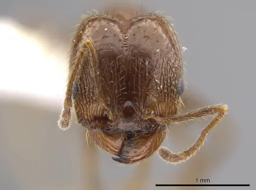 Pheidole insipida specimen CASENT0611087 image casent0611087_2