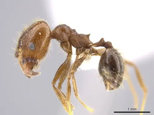 Pheidole insipida specimen CASENT0611087 image casent0611087_3