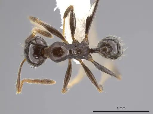 Pheidole insipida specimen CASENT0611088 image casent0611088_1