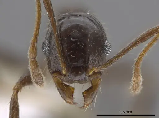 Pheidole insipida specimen CASENT0611088 image casent0611088_2
