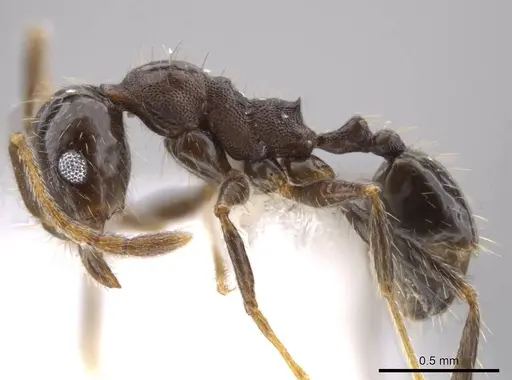 Pheidole insipida specimen CASENT0611088 image casent0611088_3