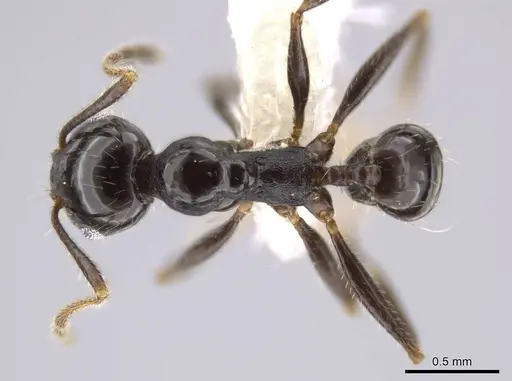 Pheidole insipida specimen CASENT0611097 image casent0611097_1