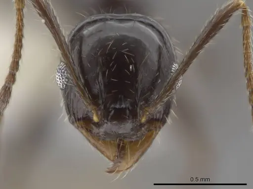 Pheidole insipida specimen CASENT0611097 image casent0611097_2