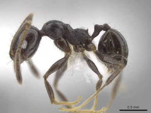 Pheidole insipida specimen CASENT0611097 image casent0611097_3