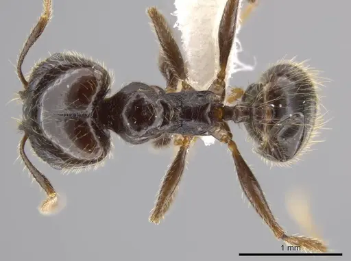 Pheidole insipida specimen CASENT0611098 image casent0611098_1