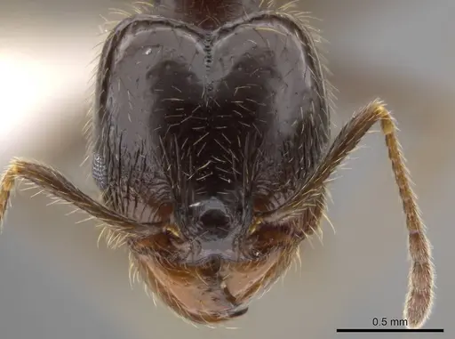 Pheidole insipida specimen CASENT0611098 image casent0611098_2