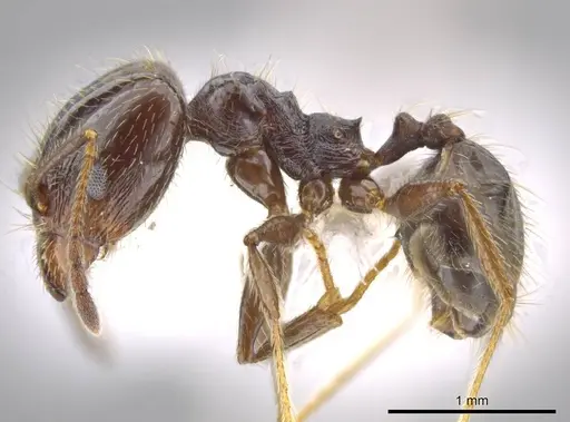 Pheidole insipida specimen CASENT0611098 image casent0611098_3