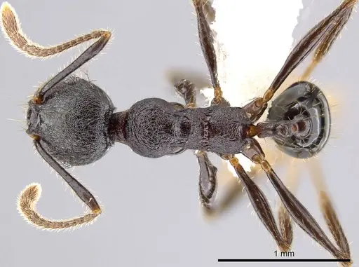 Pheidole insipida specimen CASENT0614373 image casent0614373_1