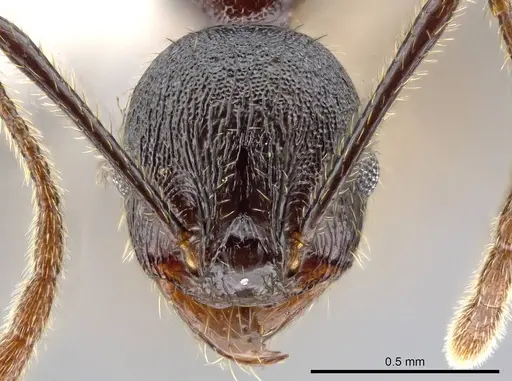 Pheidole insipida specimen CASENT0614373 image casent0614373_2