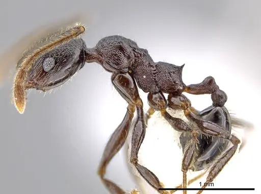Pheidole insipida specimen CASENT0614373 image casent0614373_3